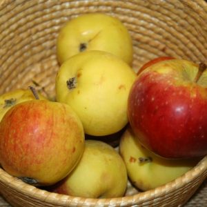 Malus domestica ’Alice’