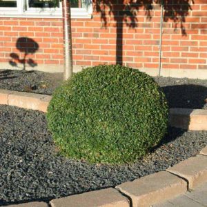 Buxus sempervirens