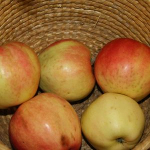 Malus domestica ’Mio’