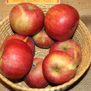Malus domestica ’Amorosa’