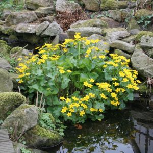 Caltha palustris