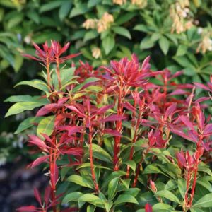 Pieris japonica ’Mountain Fire’