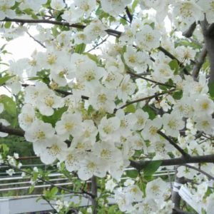 Malus toringo var. sargentii fk ESKILSTUNA, E