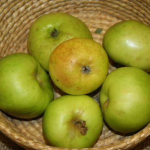 Malus domestica ’Oranie’