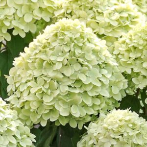 Hydrangea paniculata LITTLE LIME