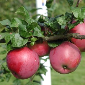 Malus domestica ’Rödluvan’