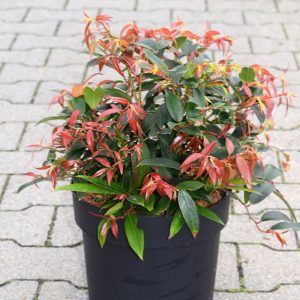 Leucothoe keiskei ’Royal Ruby’