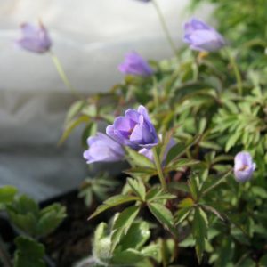 Anemone nemorosa ’Royal Blue’