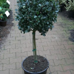 Ilex x meserveae ’Blue Maid’