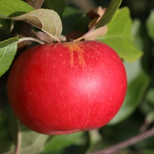 Malus domestica ’Discovery’