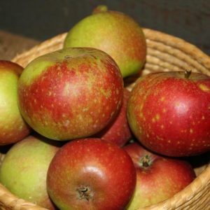 Malus domestica ’Ingrid Marie’