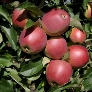 Malus domestica LOVISA