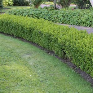Buxus sempervirens