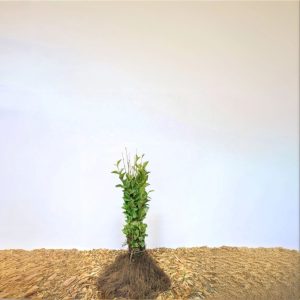 Bredbladig liguster ’Ligustrum ovalifolium’ 20-40,