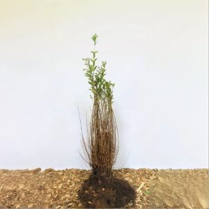 Bredbladig liguster ’Ligustrum ovalifolium’ 80-100