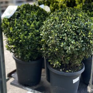 Buxus sempervirens