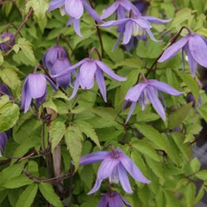 Clematis ’Alpina’ (Atragene-Gruppen)