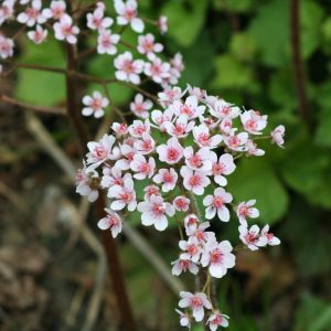 Darmera peltata