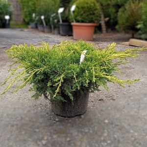 Juniperus pfitzeriana ’Mordigan Gold’ 5L