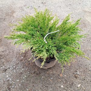 Juniperus ”Andorra Compact” 5L