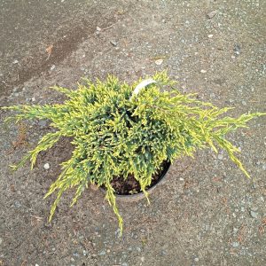 Juniperus squamata ’Dream Joy’ 5L