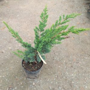 Juniperus chinesis ’Blaau’ 5L