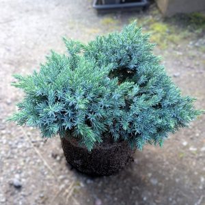 Juniperus squamata ’Blue Star’ 5L