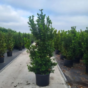 Idegran Taxus Media ’Hicksii’ 140-160 cm, Kruka