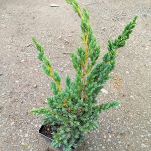 Juniperus chinensis ’Blue Alps’ 2L