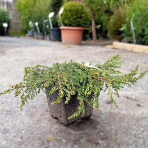 Juniperus communis ”Green Carpet” 2L