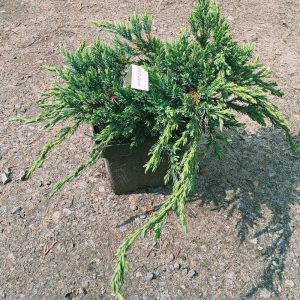 Juniperus squamata ”Blue Carpet” 2L