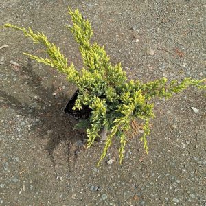 Juniperus squamata ’Dream Joy’ 2L