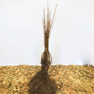 Liguster ’Ligustrum vulgare’ 20-40 cm, Barrot 25 p