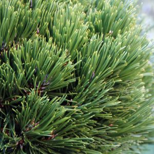 Pinus heldreichii ’Schmidtii’