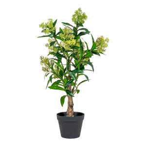 Skimmia Träd – Grön