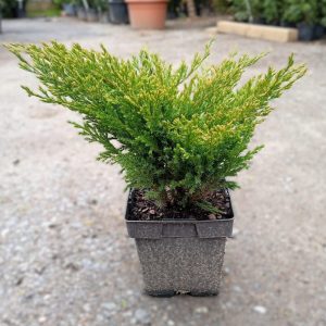 Juniperus horizontalis ’Andorra Compact’ 2L